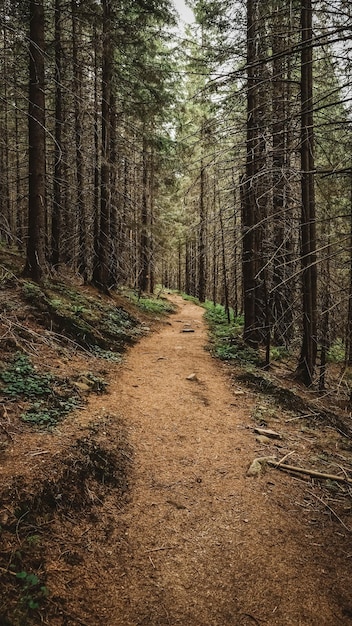 Sendero turístico de montaña en un pinar