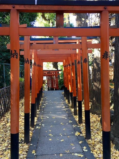 Foto un sendero vacío en medio de la puerta torii en el parque ueno