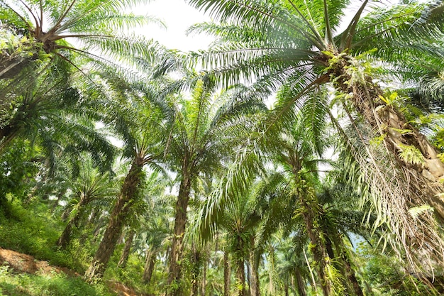 Sendero verde del bosque tropical a través del senderismo en la jungla verde en Tailandia Fondo de la jungla