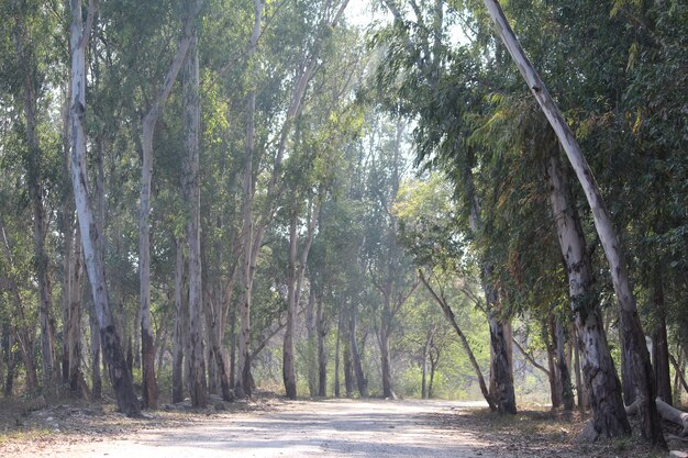 Foto senderos en el bosque