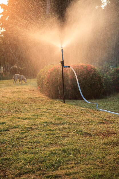 senderos de luz en el campo en el parque por la noche