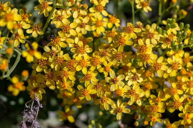 Senecio angulatus, también conocido como tierra rastrera y flor amarilla de hiedra del Cabo.