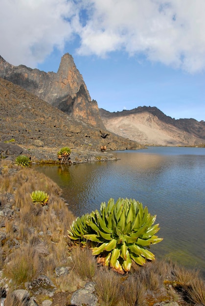 Senecio keniodendron gigante endêmico no lago Hut Tarn com Point John 4883 m