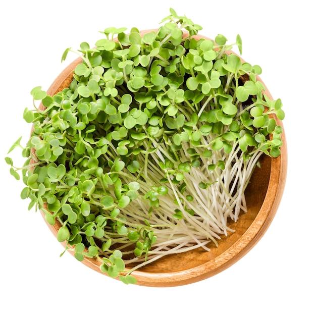 Senf microgreen in Holzschale über weiß