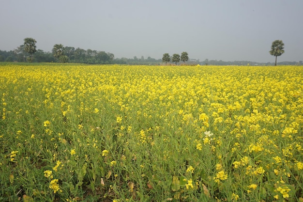 Senfblume in Bangladesch