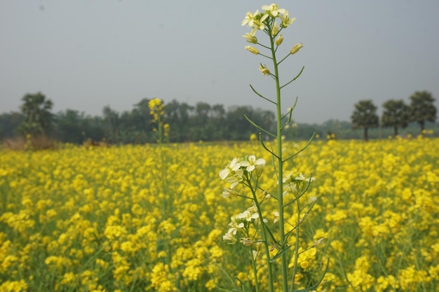 Senfblume in Bangladesch