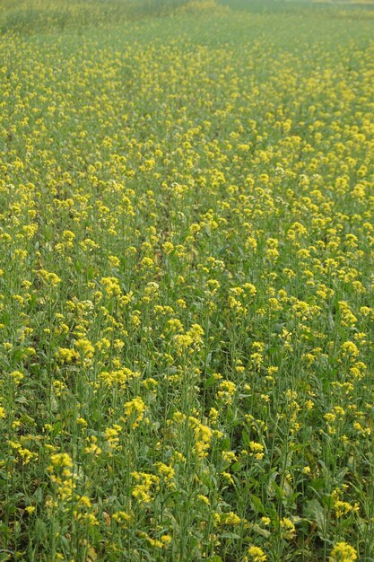 Senfblume in Bangladesch