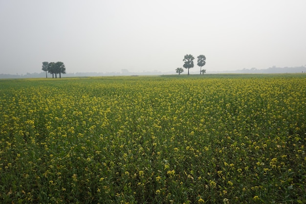 Senfblume in Bangladesch