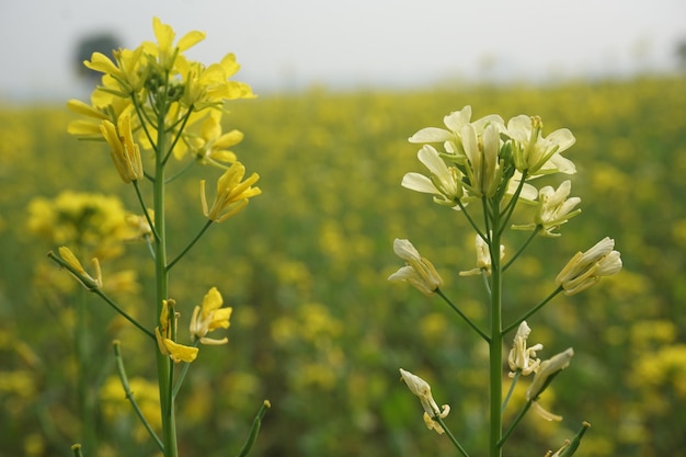 Senfblume in Bangladesch