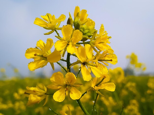 Senfblume mit kleinen Tautropfen auf den Blütenblättern