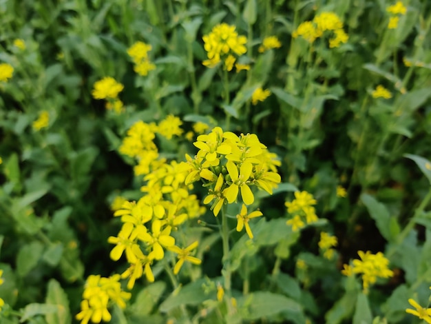 Senfpflanze blüht auf dem Feld.