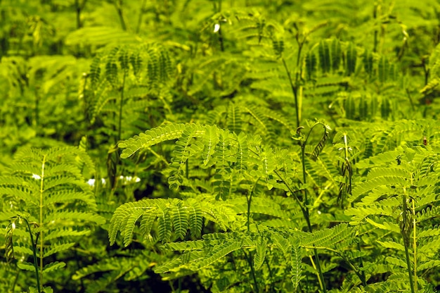 Sengon Paraserianthes falcataria plántula en el vivero en Yogyakarta Indonesia