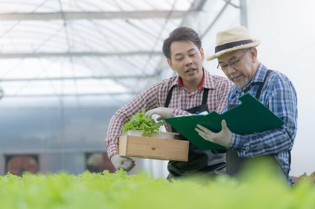 Senior Arbeiter Bauer überprüft Salat Gemüse Hydrokultur im Gewächshaus. Asiatischer Mann, der sich darauf vorbereitet, Bio-Pflanze zu ernten. Moderne Industrie der Landwirtschaft. Junger Mann, der Salat vom wachsenden Tablett nimmt.