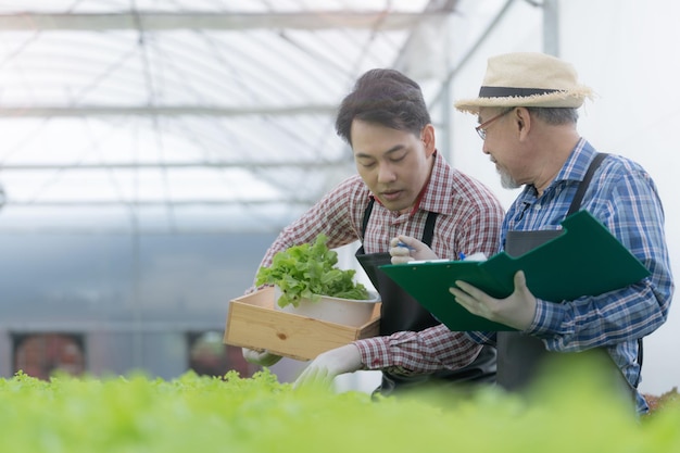 Senior Arbeiter Bauer überprüft Salat Gemüse Hydrokultur im Gewächshaus. Asiatischer Mann, der sich darauf vorbereitet, Bio-Pflanze zu ernten. Moderne Industrie der Landwirtschaft. Junger Mann, der Salat vom wachsenden Tablett nimmt.