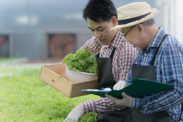 Senior Arbeiter Bauer überprüft Salat Gemüse Hydrokultur im Gewächshaus. Asiatischer Mann, der sich darauf vorbereitet, Bio-Pflanze zu ernten. Moderne Industrie der Landwirtschaft. Junger Mann, der Salat vom wachsenden Tablett nimmt.