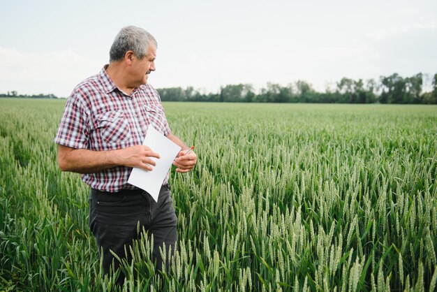 Senior Farmer Agronom in einem Weizenfeld