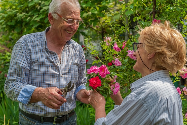 Senior glücklich lächelnde Mann und Frau Paar schneiden Rosen an einem sonnigen Tag. Gartenarbeit im Frühjahr und Sommer.