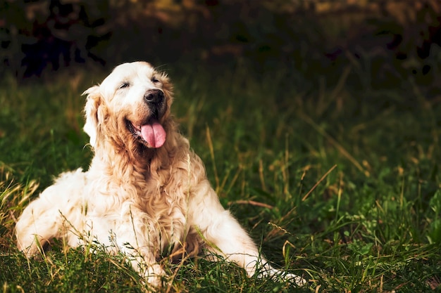 Senior Golden Retriever en un campo de hierba al atardecer Retrato de primer plano de Old Retriever