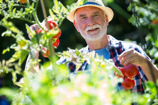 Senior hombre comprobando las verduras en el jardín