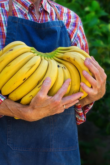 Senior Man Farmer Worker Holding Ernte von Bio-Bananen