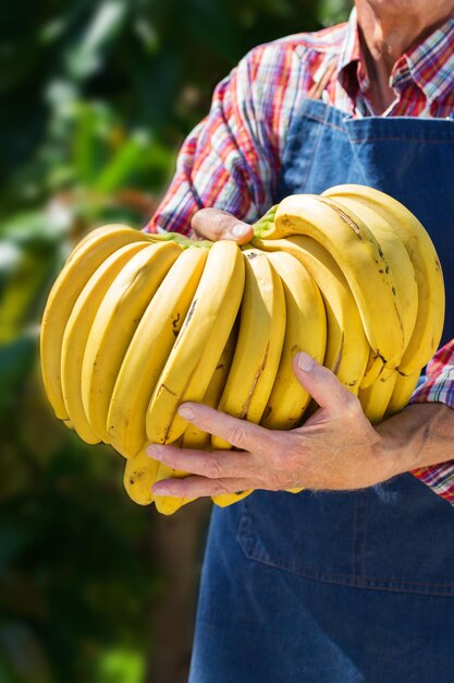 Senior Man Farmer Worker Holding Ernte von Bio-Bananen