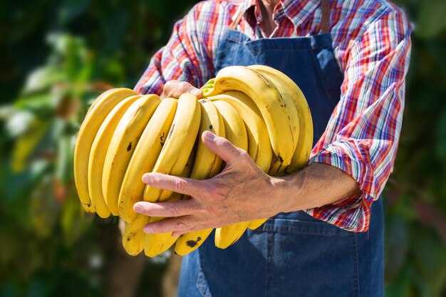 Senior Man Farmer Worker Holding Ernte von Bio-Bananen