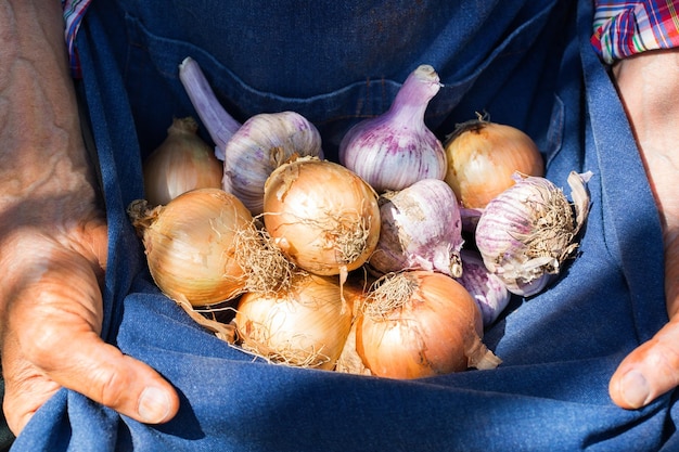 Senior Man Farmer Worker Holding Ernte von Bio-Knoblauch-Zwiebeln