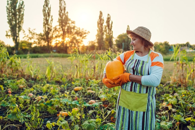 Senior mujer agricultor recogiendo otoño cosecha de calabazas en granja