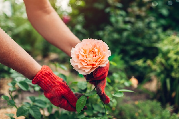 Senior mujer cuidando de las flores en el jardín