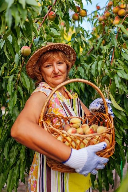 Senior mujer recogiendo duraznos orgánicos maduros en el huerto de verano con cesta