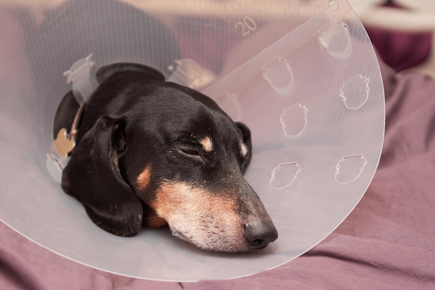 Senior Pet mit weißen Pfoten auf der Nase. Älterer Hund, der auf einem Bett liegt, ist krank mit elisabethanischem Kragen aus Tierarztplastik am Hals. Ein Dackel im Hundehalsband. Behandlung von Haustieren. Tierklinik für Hunde