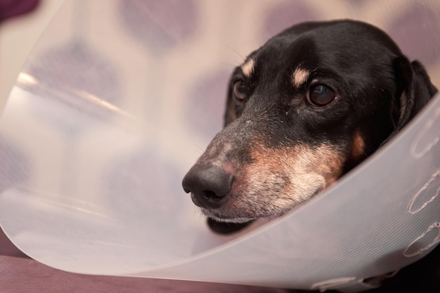 Senior Pet mit weißen Pfoten auf der Nase. Älterer Hund, der auf einem Bett liegt, ist krank mit elisabethanischem Kragen aus Tierarztplastik am Hals. Ein Dackel im Hundehalsband. Behandlung von Haustieren. Tierklinik für Hunde