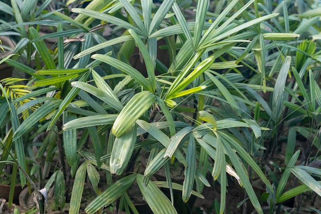 Señora palmeras en vivero de plantas