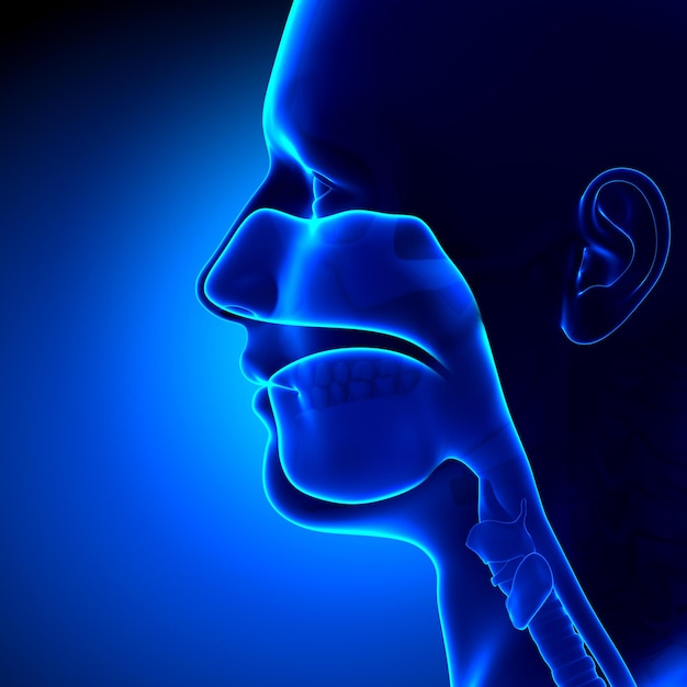 Los senos claros la anatomía de la cabeza
