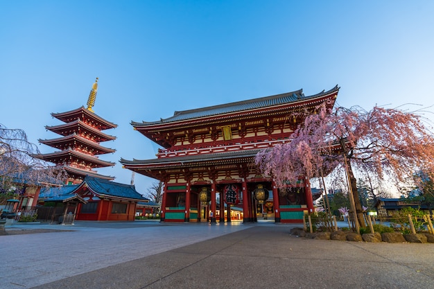 Foto sensoji, templo, com, primavera, flor cereja, em, manhã, tóquio, japão