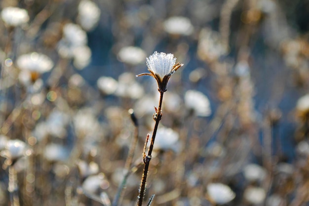 Foto sensual delicado fundo bege delicada flor seca no inverno em fevereiro