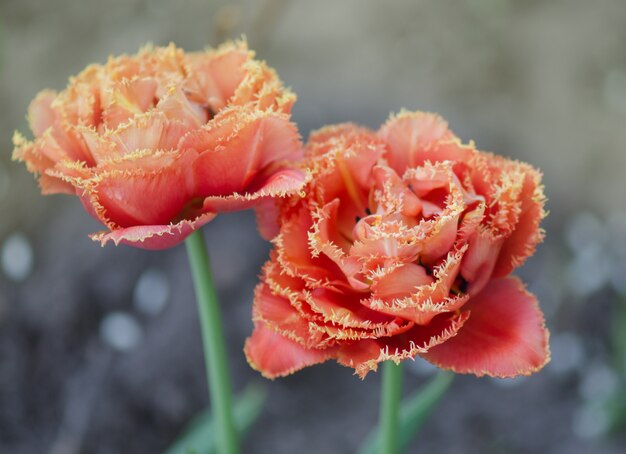 Sensual toque tulipán. Tulipán doble naranja