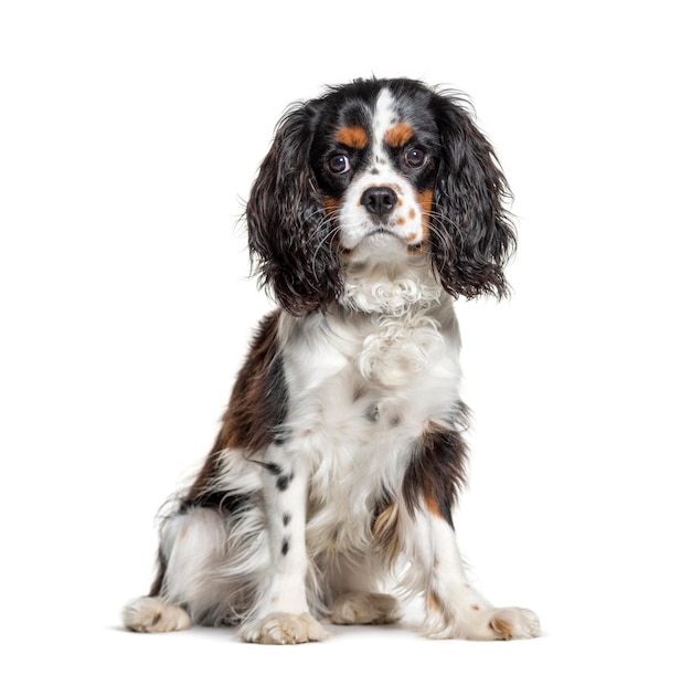 Sentado Cavalier King Charles olhando para a câmera isolada