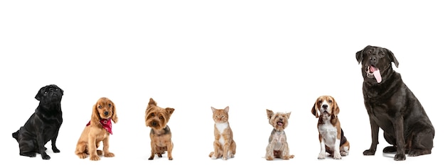 Sentado derecho. Seis perros lindos y un gato rojo mirando a cámara aislada sobre un fondo blanco de estudio. Collage creativo de diferentes razas de mascotas. Diseño moderno. Folleto para su anuncio, copyspace.