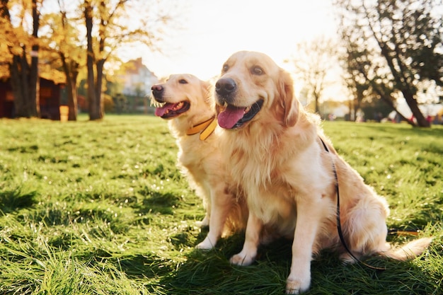 Sentado en la hierba Dos hermosos perros Golden Retriever tienen un paseo al aire libre en el parque juntos