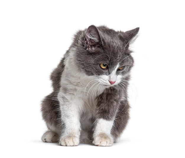 Sentado joven gato mestizo blanco y gris mirando hacia abajo