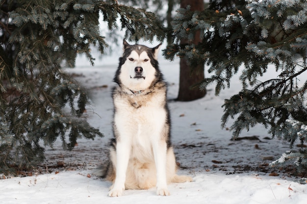 Sentado malamute do Alasca na floresta de inverno.