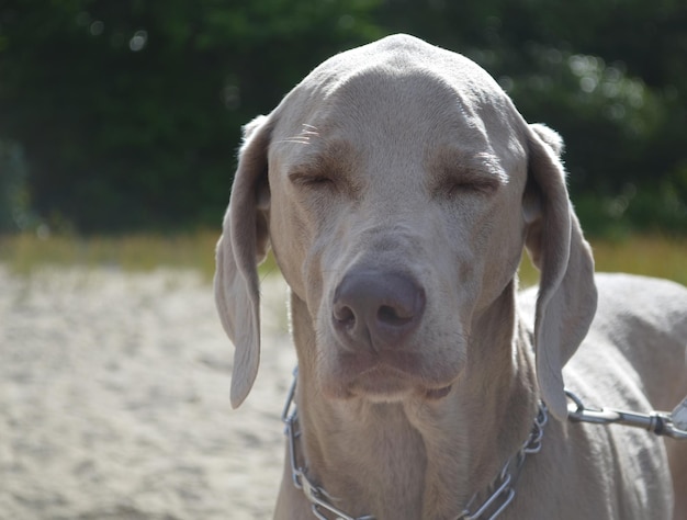 Sentado na praia, este cão weimaraner está de olhos fechados.