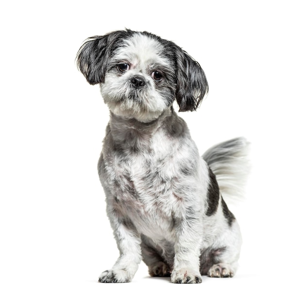 Sentado perro Shih Tzu blanco y negro aislado en blanco