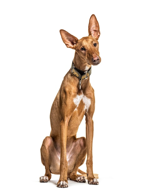 Sentado Podenco usando uma coleira isolada em branco