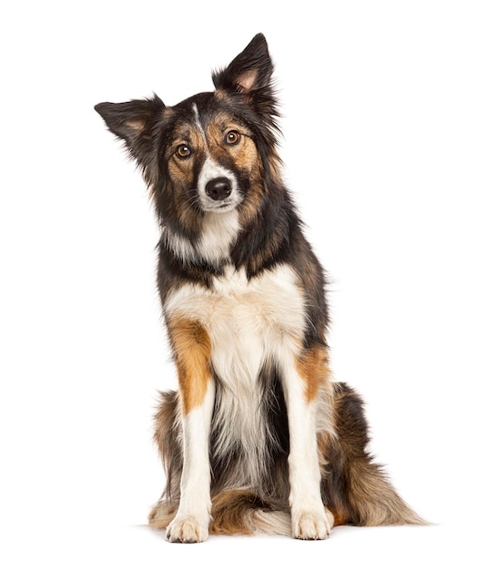 Sentado Tricolor Border Collie olhando para a câmera com dois anos de idade isolado