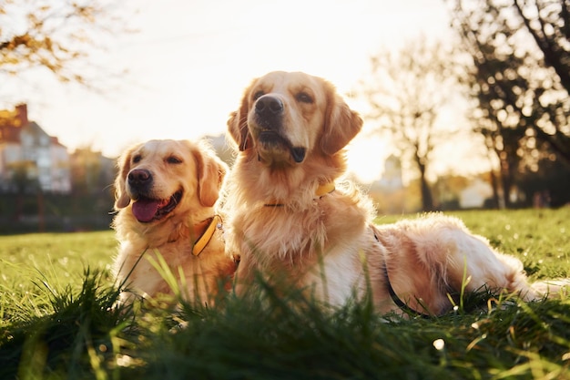 Sentados na grama Dois lindos cães Golden Retriever caminham juntos ao ar livre no parque