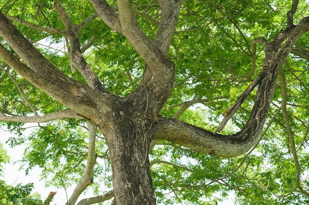 Sentido natural con tronco de árbol