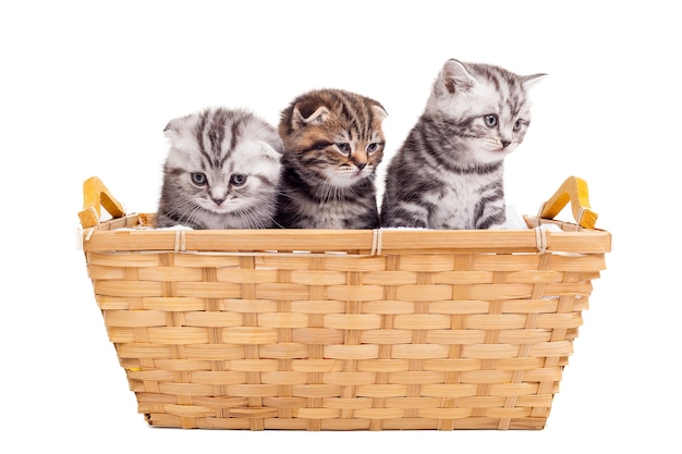 Sentirse tranquilo y cómodo. Tres lindos gatitos Scottish Fold sentados en la canasta