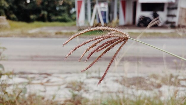 Foto sepal en el kabat